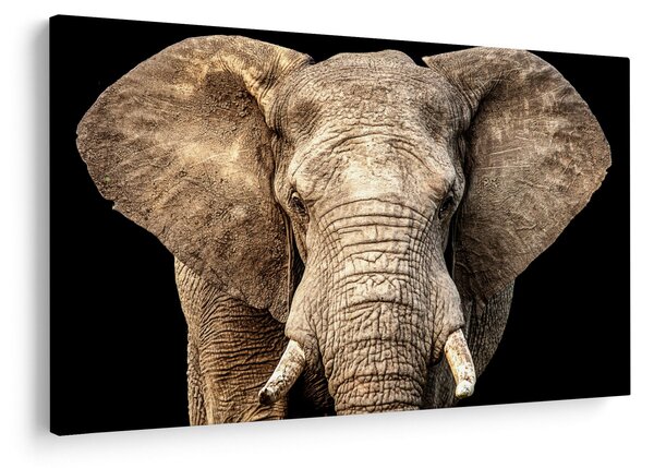 Tablou - Elefant african (90x60 cm)