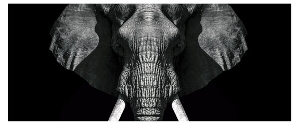 Tablou - Elefant pe fundal negru (120x50 cm)