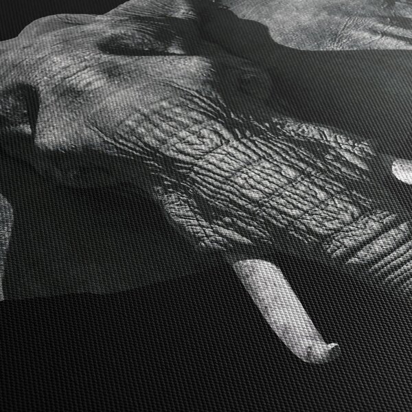 Tablou - Elefant pe fundal negru (90x60 cm)