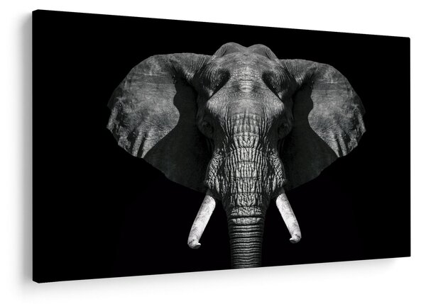 Tablou - Elefant pe fundal negru (90x60 cm)