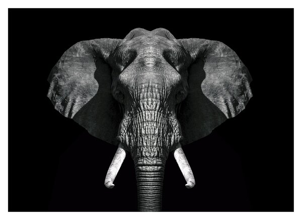 Tablou - Elefant pe fundal negru (70x50 cm)