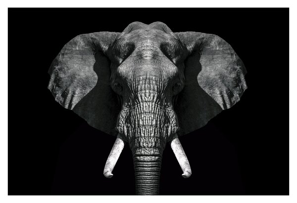 Tablou - Elefant pe fundal negru (90x60 cm)