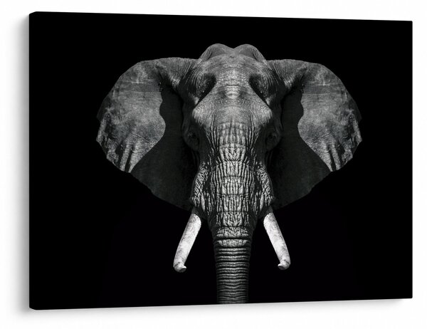 Tablou - Elefant pe fundal negru (70x50 cm)