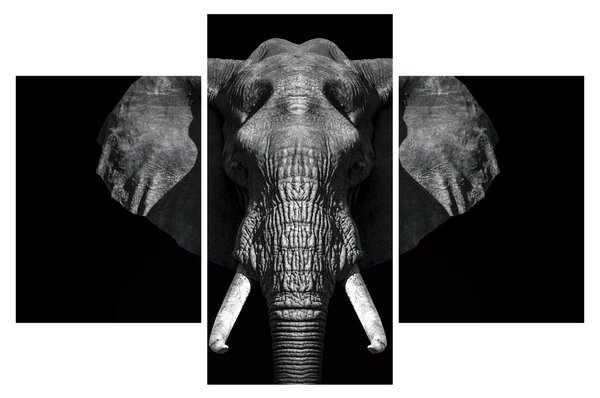 Tablou - Elefant pe fundal negru (90x60 cm)