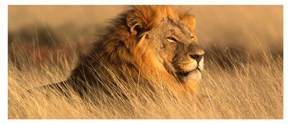 Tablou - Parcul Național Etosha (120x50 cm)