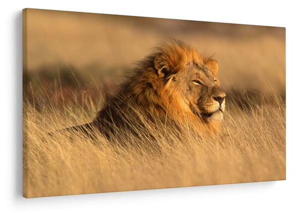 Tablou - Parcul Național Etosha (90x60 cm)