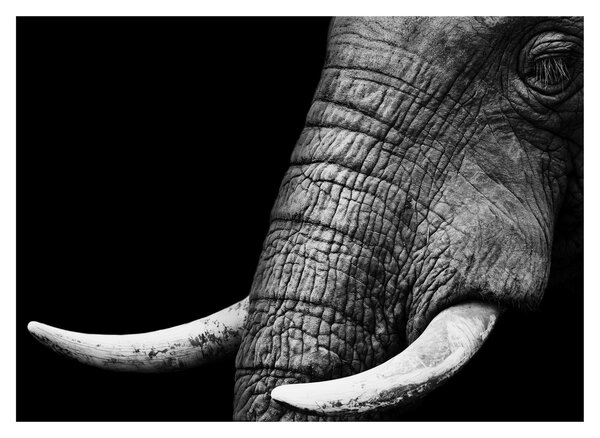 Tablou - Colți de elefant (70x50 cm)