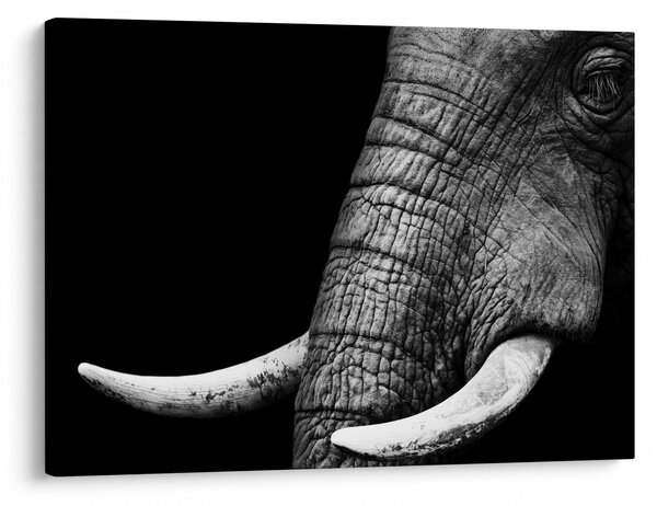 Tablou - Colți de elefant (70x50 cm)