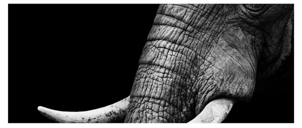 Tablou - Colți de elefant (120x50 cm)