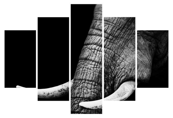 Tablou - Colți de elefant (150x105 cm)