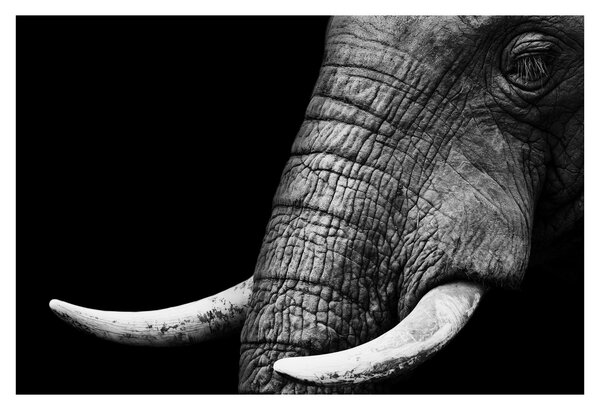 Tablou - Colți de elefant (90x60 cm)