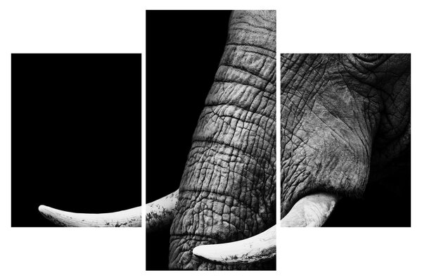 Tablou - Colți de elefant (90x60 cm)