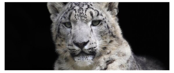 Tablou - Snow Leopard (120x50 cm)