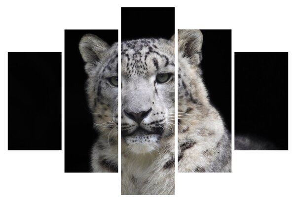 Tablou - Snow Leopard (150x105 cm)
