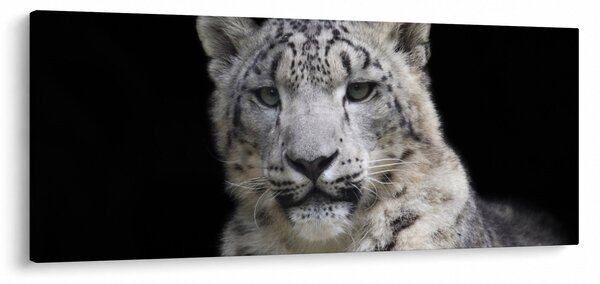Tablou - Snow Leopard (120x50 cm)