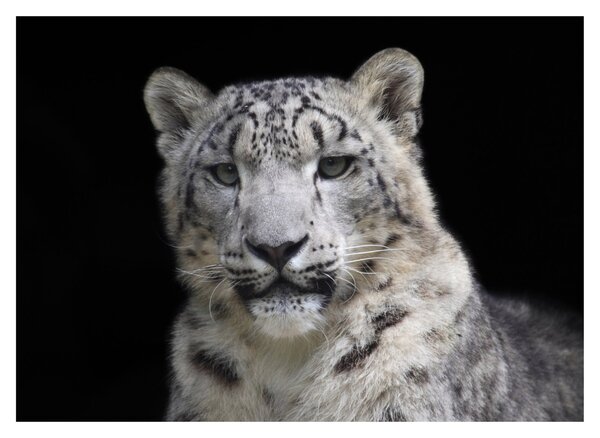 Tablou - Snow Leopard (70x50 cm)