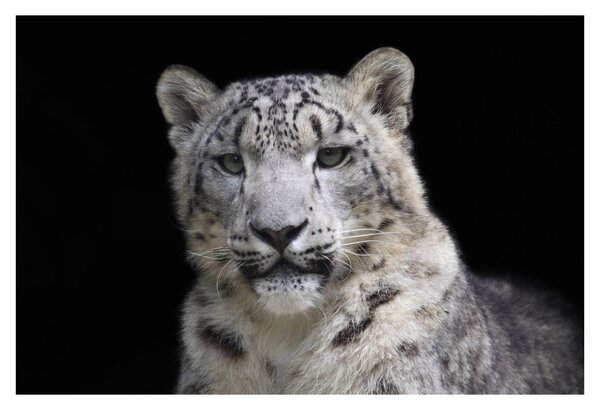 Tablou - Snow Leopard (90x60 cm)