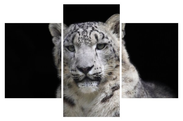 Tablou - Snow Leopard (90x60 cm)