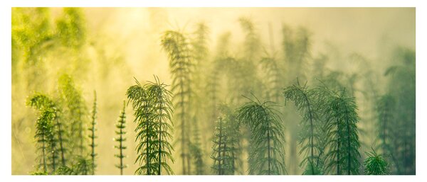 Tablou - Detaliu de primăvară natura cețoasă (120x50 cm)