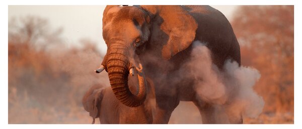 Tablou - Marele elefant african (120x50 cm)