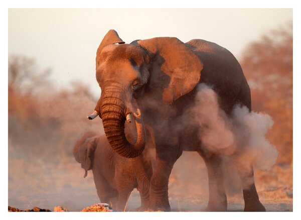 Tablou - Marele elefant african (70x50 cm)