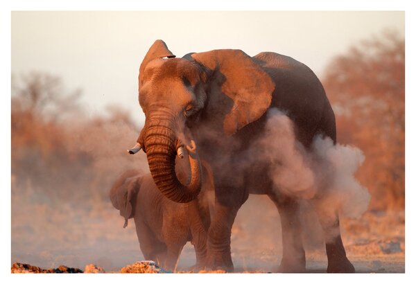 Tablou - Marele elefant african (90x60 cm)