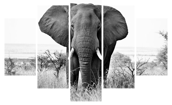 Tablou - Elefantul african II. (150x105 cm)
