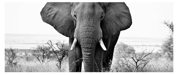 Tablou - Elefantul african II. (120x50 cm)