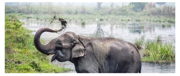 Tablou - Elefant de scăldat (120x50 cm)