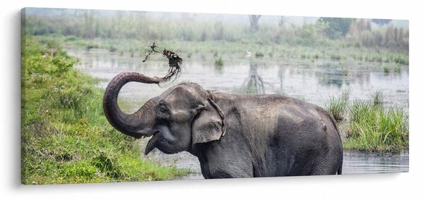 Tablou - Elefant de scăldat (120x50 cm)