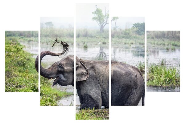 Tablou - Elefant de scăldat (150x105 cm)