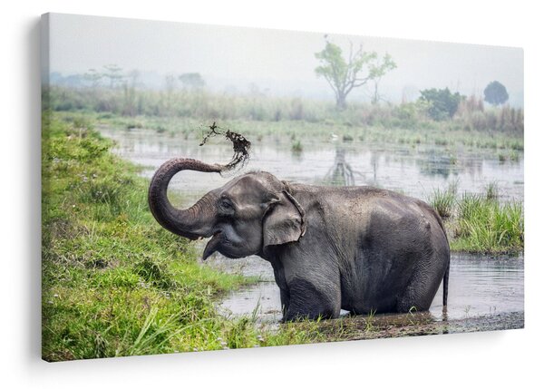 Tablou - Elefant de scăldat (90x60 cm)