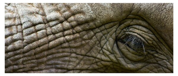 Tablou - Prim-planul ochiului de elefant vechi (120x50 cm)