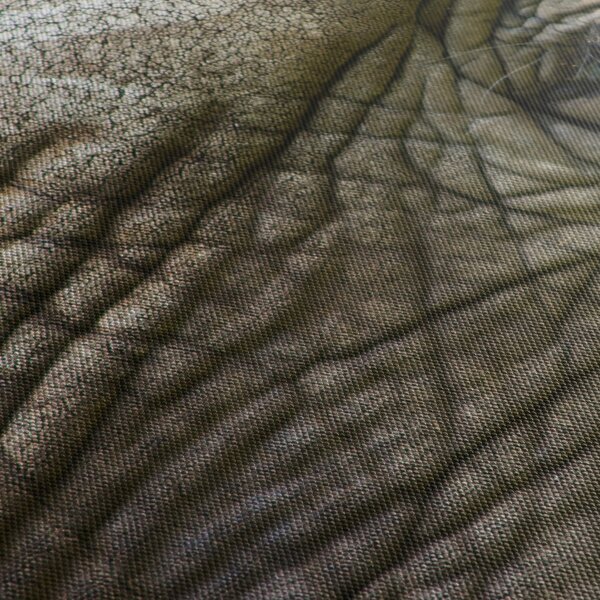 Tablou - Prim-planul ochiului de elefant vechi (90x60 cm)