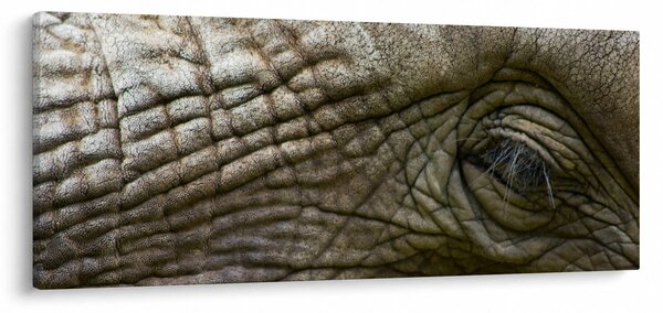 Tablou - Prim-planul ochiului de elefant vechi (120x50 cm)