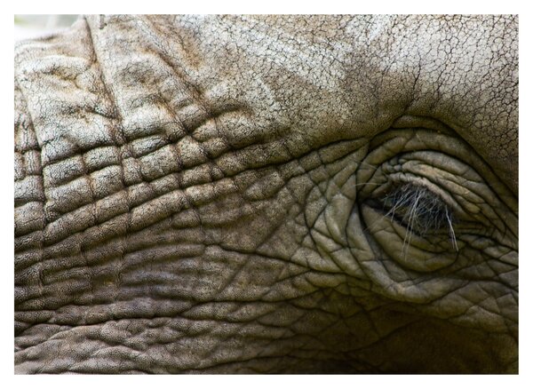 Tablou - Prim-planul ochiului de elefant vechi (70x50 cm)