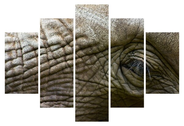 Tablou - Prim-planul ochiului de elefant vechi (150x105 cm)