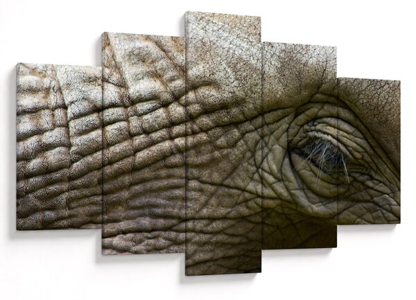 Tablou - Prim-planul ochiului de elefant vechi (150x105 cm)