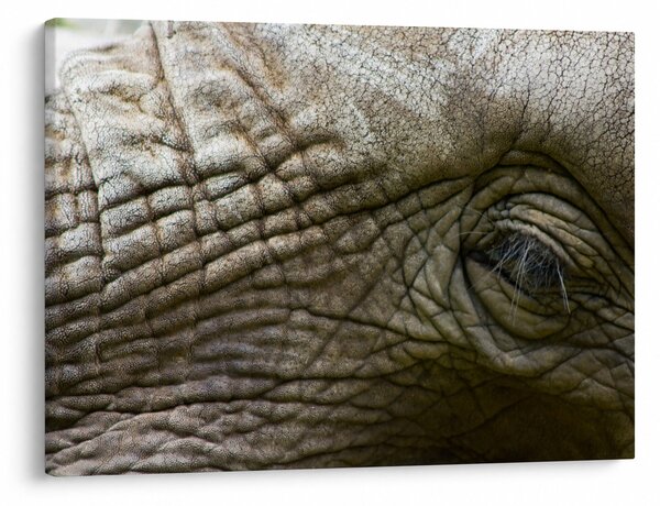 Tablou - Prim-planul ochiului de elefant vechi (70x50 cm)