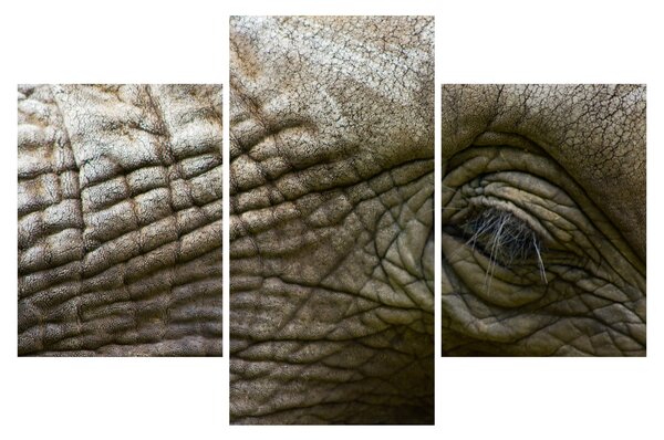 Tablou - Prim-planul ochiului de elefant vechi (90x60 cm)