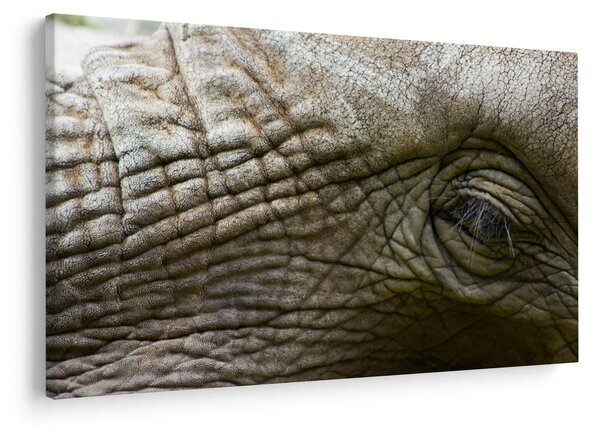 Tablou - Prim-planul ochiului de elefant vechi (90x60 cm)