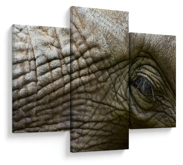 Tablou - Prim-planul ochiului de elefant vechi (90x60 cm)