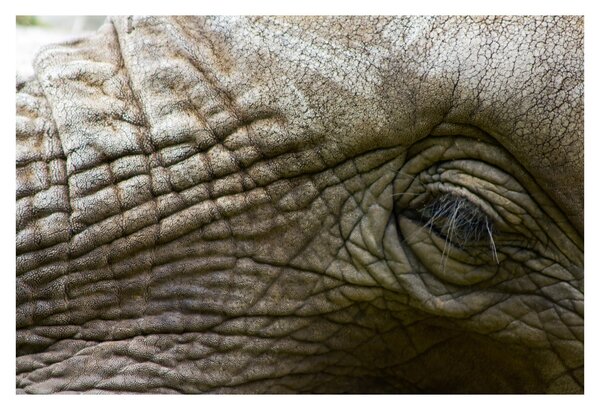 Tablou - Prim-planul ochiului de elefant vechi (90x60 cm)