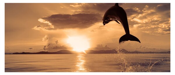 Tablou - Delfin la apus de soare (120x50 cm)