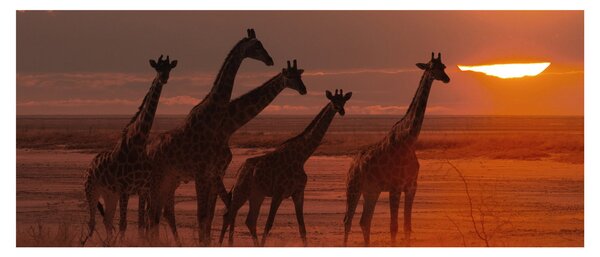 Tablou - Girafe în savana africană (120x50 cm)