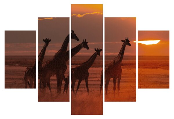 Tablou - Girafe în savana africană (150x105 cm)