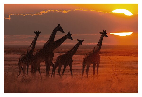 Tablou - Girafe în savana africană (90x60 cm)