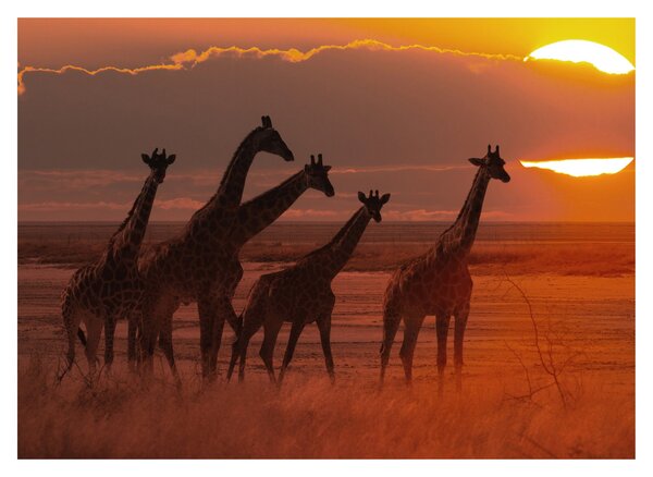 Tablou - Girafe în savana africană (70x50 cm)