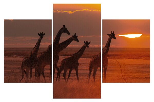 Tablou - Girafe în savana africană (90x60 cm)