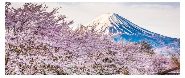 Tablou - Japonia în primăvară (120x50 cm)